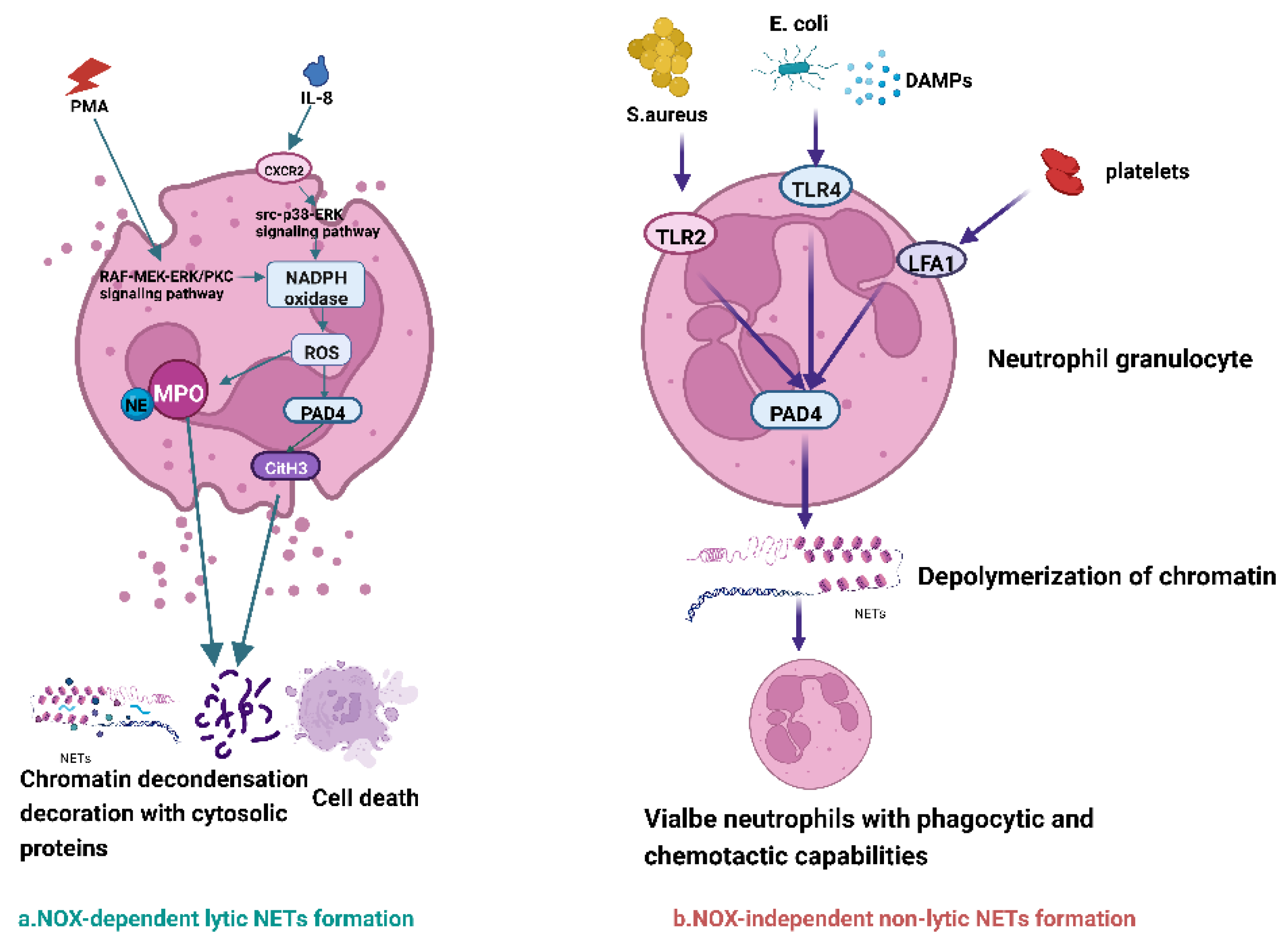 Ijms Free Full Text Emerging Role Of Neutrophil Extracellular Traps In Gastrointestinal 7703