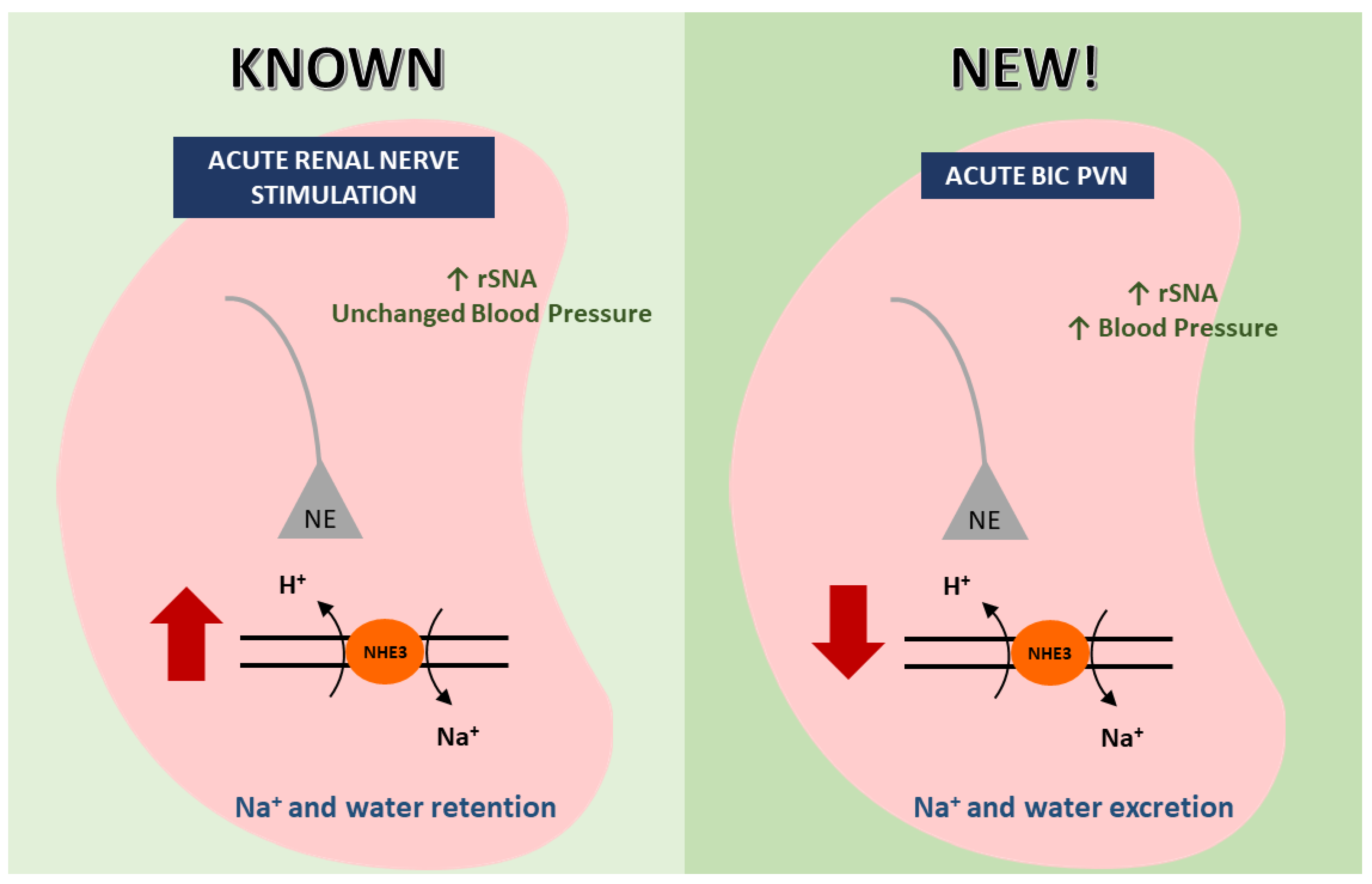 ijms-free-full-text-relative-contribution-of-blood-pressure-and