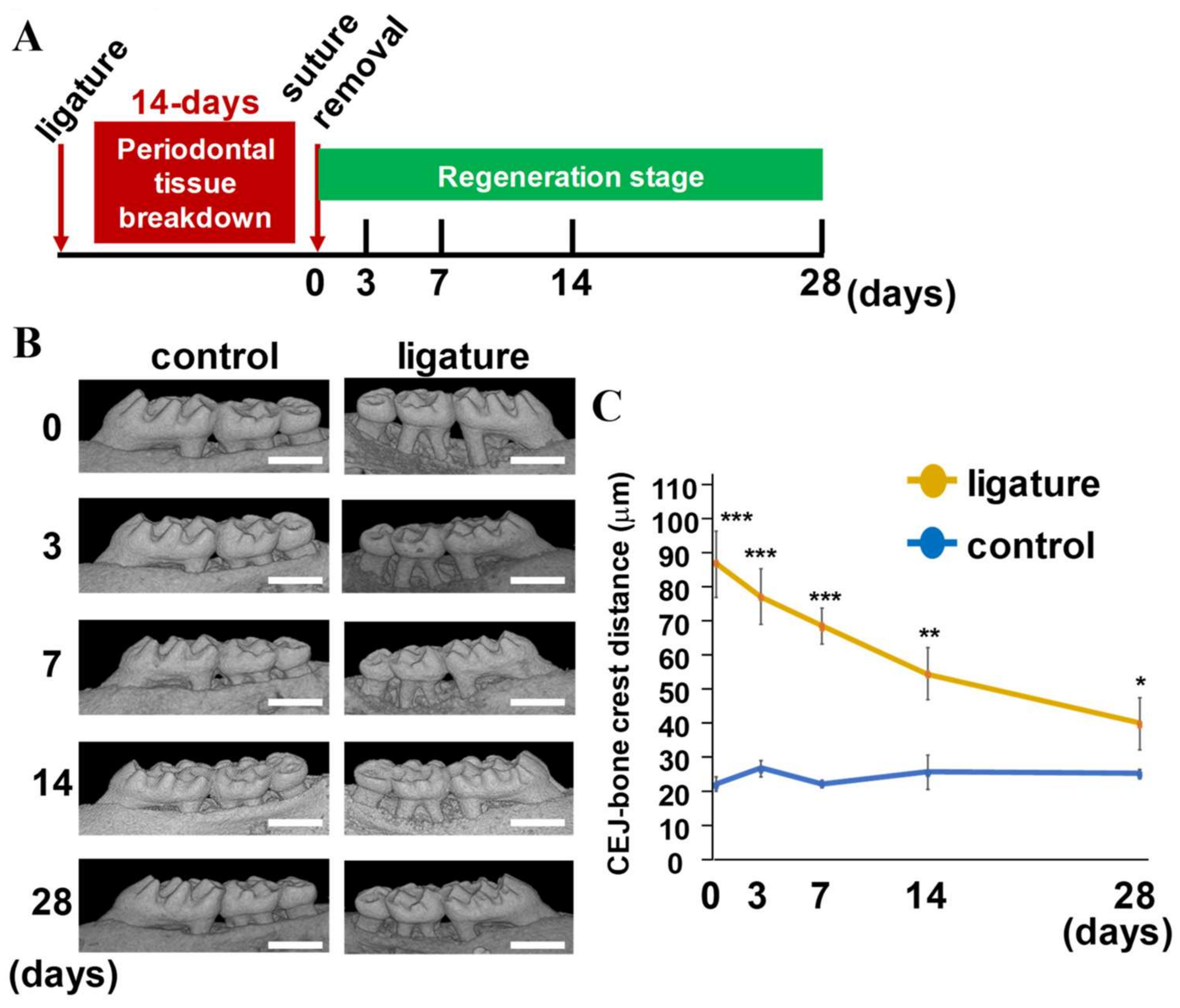 IJMS | Free Full-Text | Pharmacological Activation of YAP/TAZ by