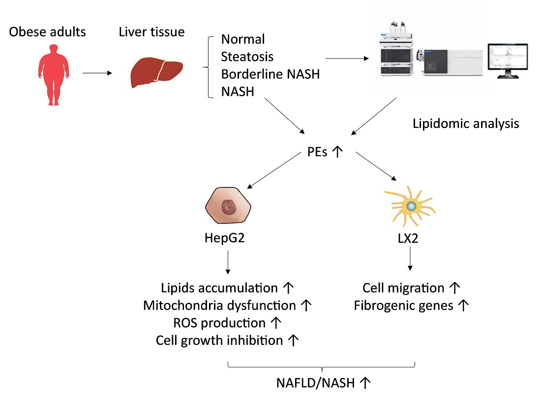 IJMS Free Full-Text Phosphatidylethanolamines Are Associated with Nonalcoholic Fatty Liver Disease (NAFLD) in Obese Adults and Induce Liver Cell Metabolic Perturbations and Hepatic Stellate Cell Activation