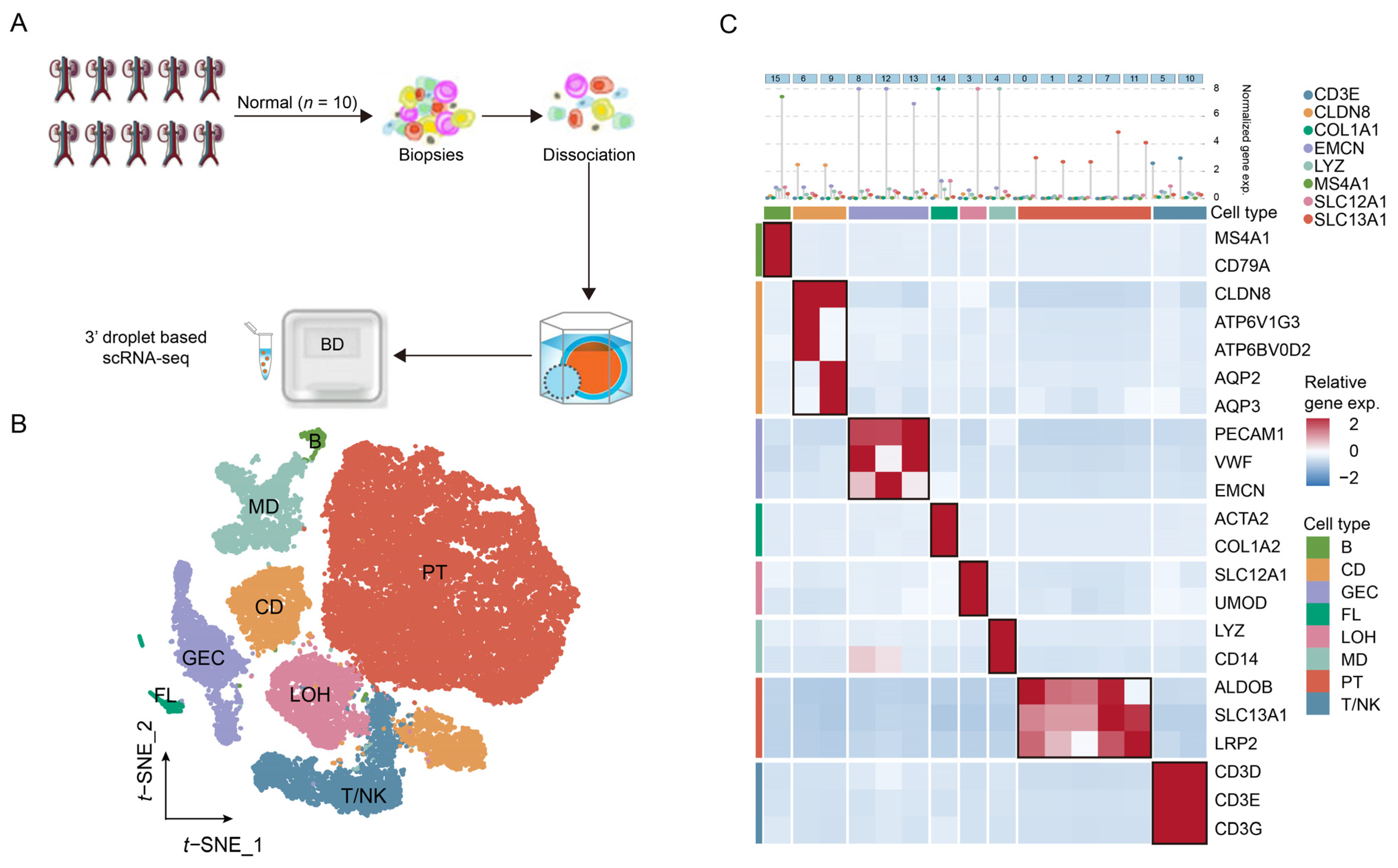 IJMS | Free Full-Text | Single-Cell Transcriptome Identifies The Renal ...