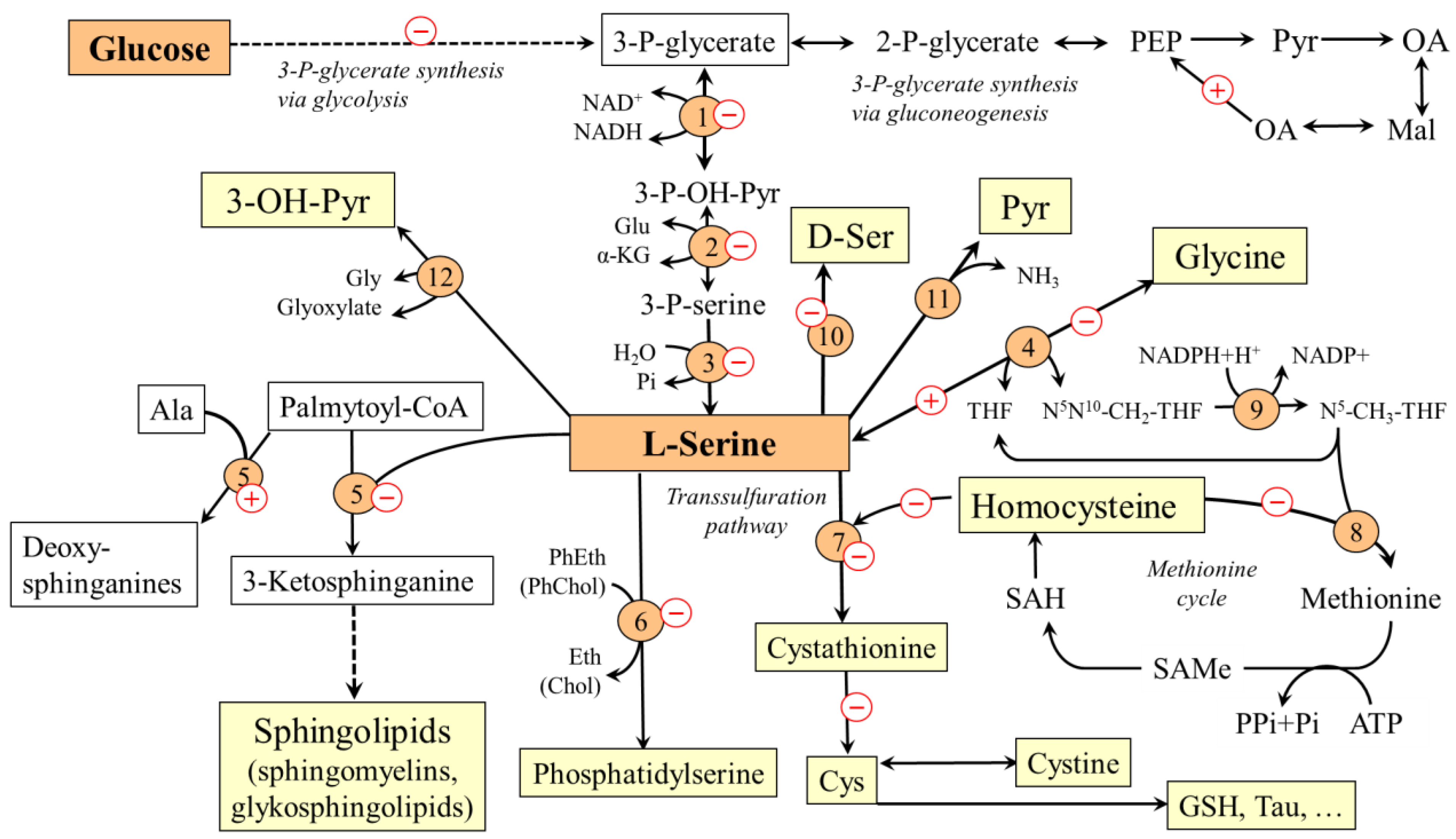 IJMS | Free Full-Text | Role of Impaired Glycolysis in Perturbations of ...