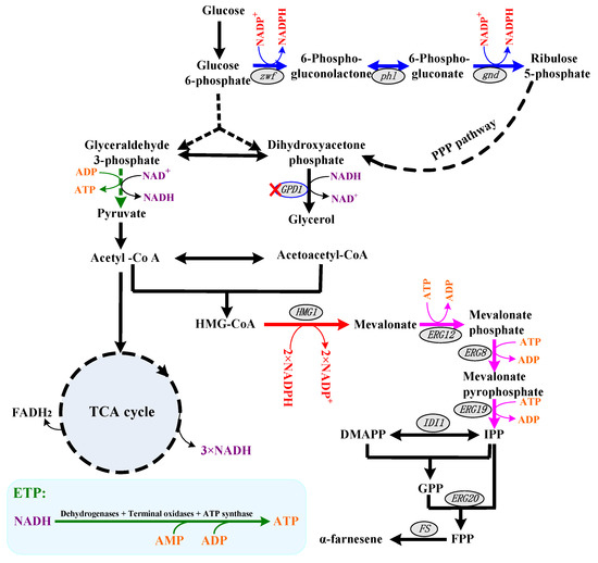 Cofactor Engineering for Efficient Production of α-Farnesene