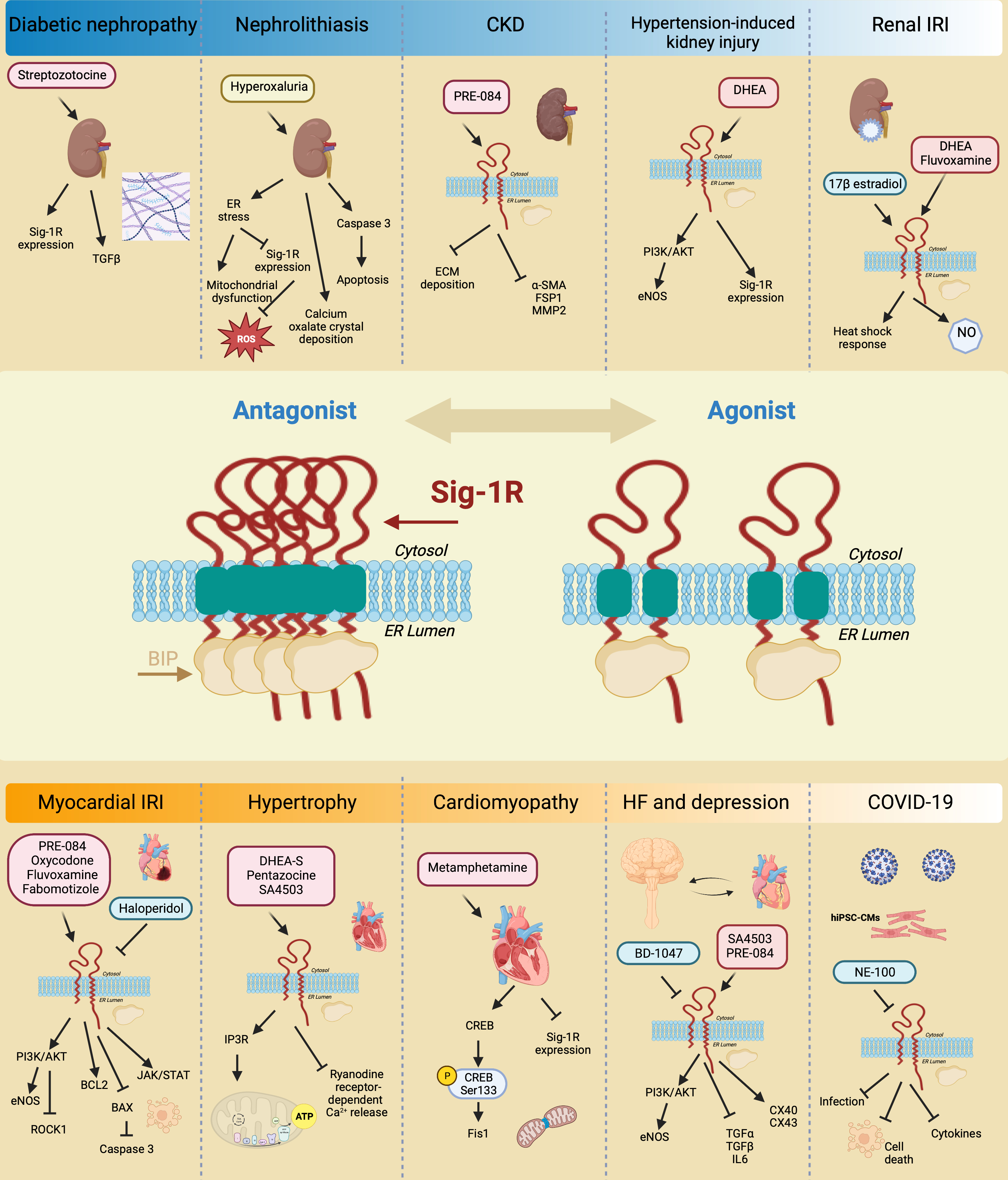 IJMS | Free Full-Text | Sigma-1 Receptor Signaling: In Search of 