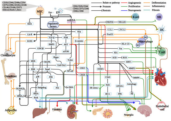 IJMS | Free Full-Text | Mesenchymal Stem Cells and Their 