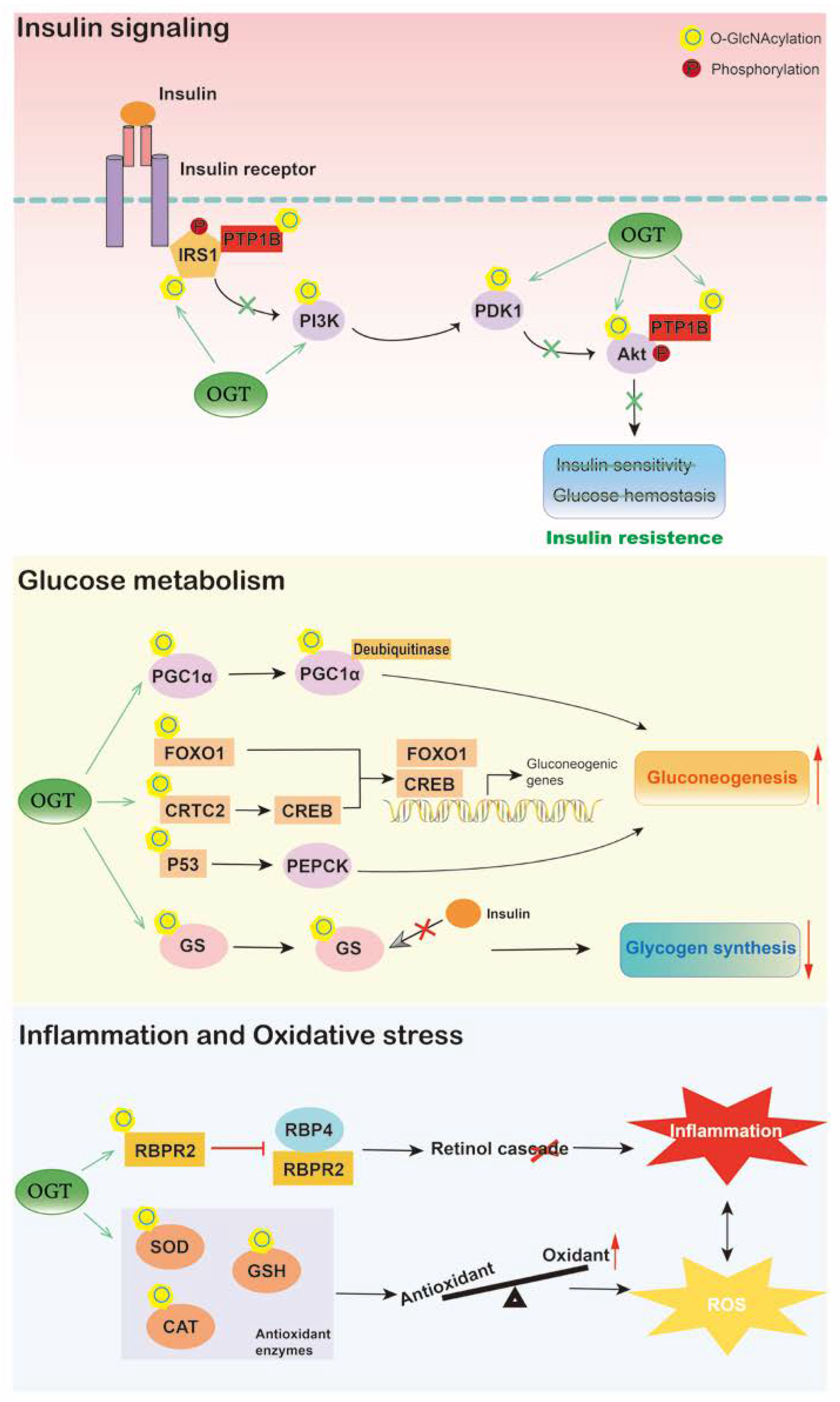 IJMS | Free Full-Text | Emerging Role of Protein O-GlcNAcylation 