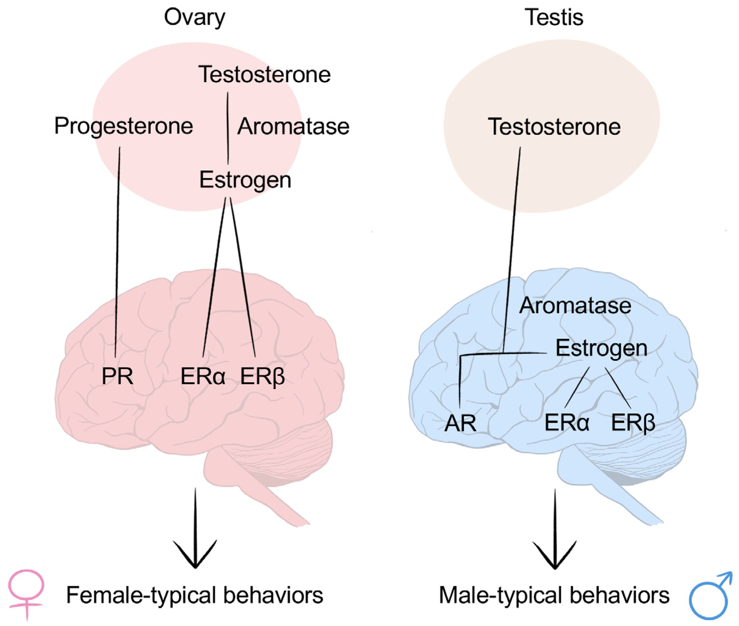 Ijms Free Full Text Prenatal Sex Hormone Exposure Is Associated With The Development Of 3752