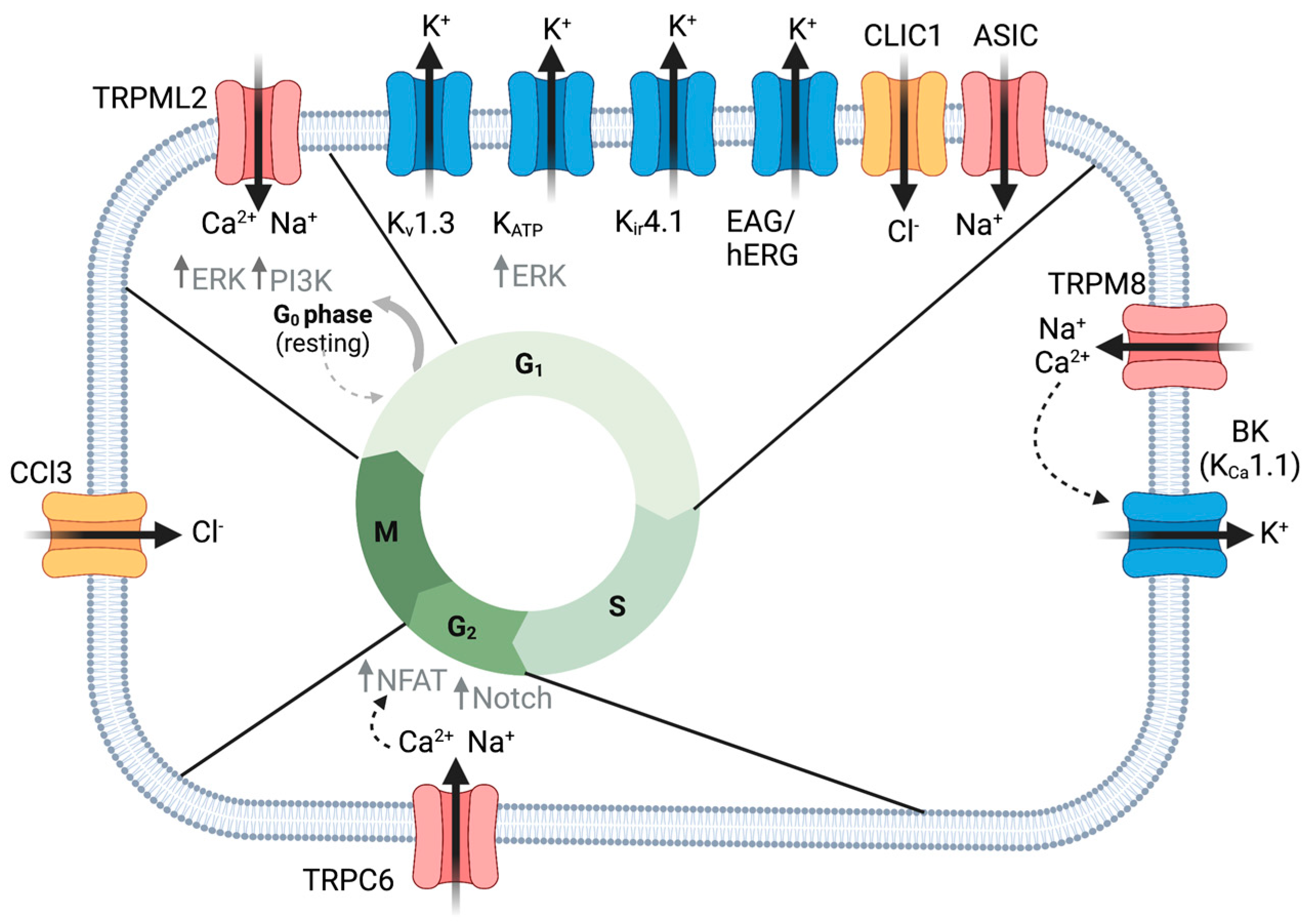 IJMS | Free Full-Text | Ion Channels in Gliomas—From 