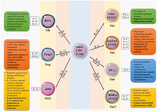 IJMS | Free Full-Text | CD4 T-Cell Subsets and the Pathophysiology 