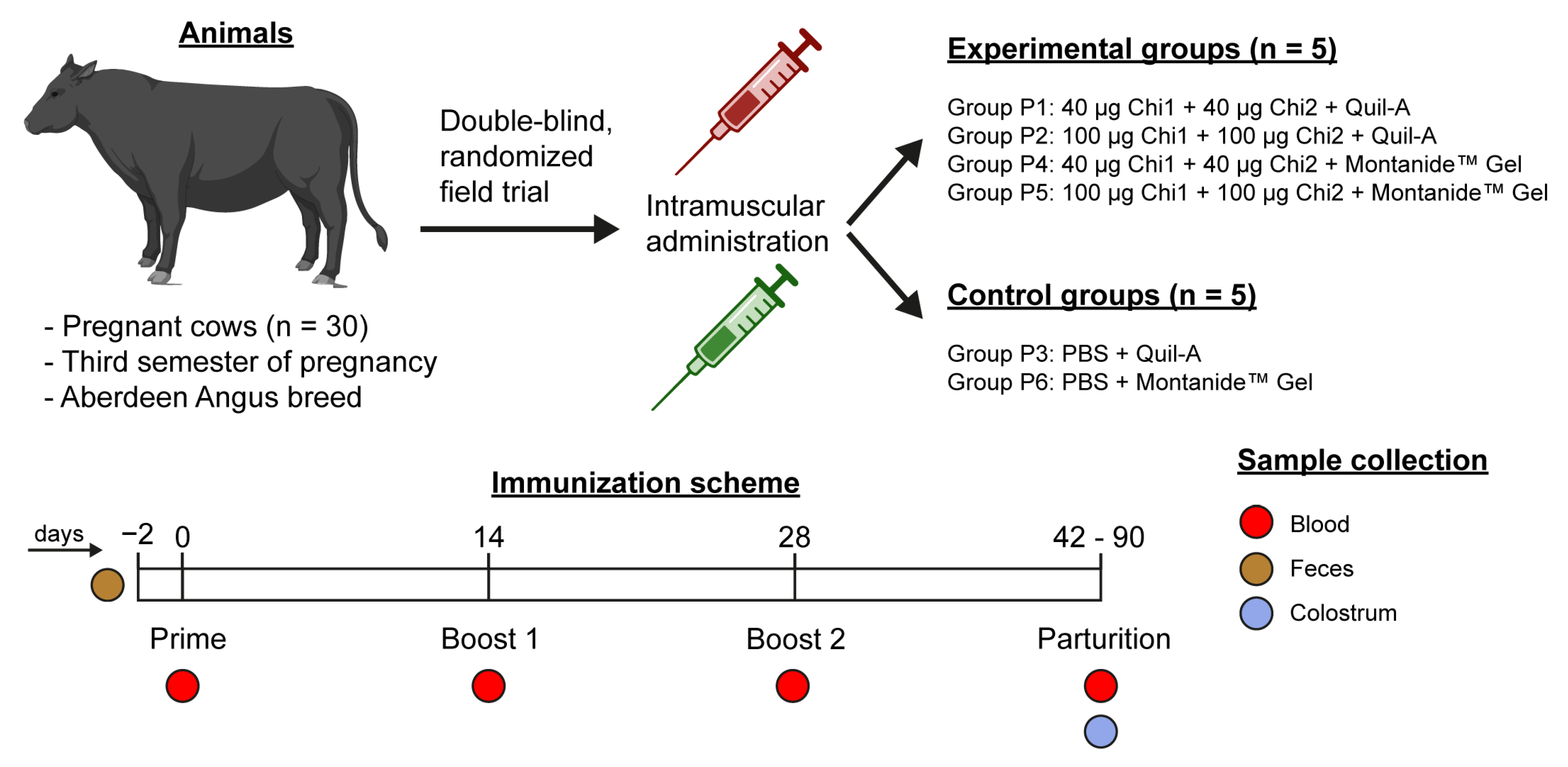 IJMS Free FullText Safety and Immunogenicity of a Chimeric Subunit