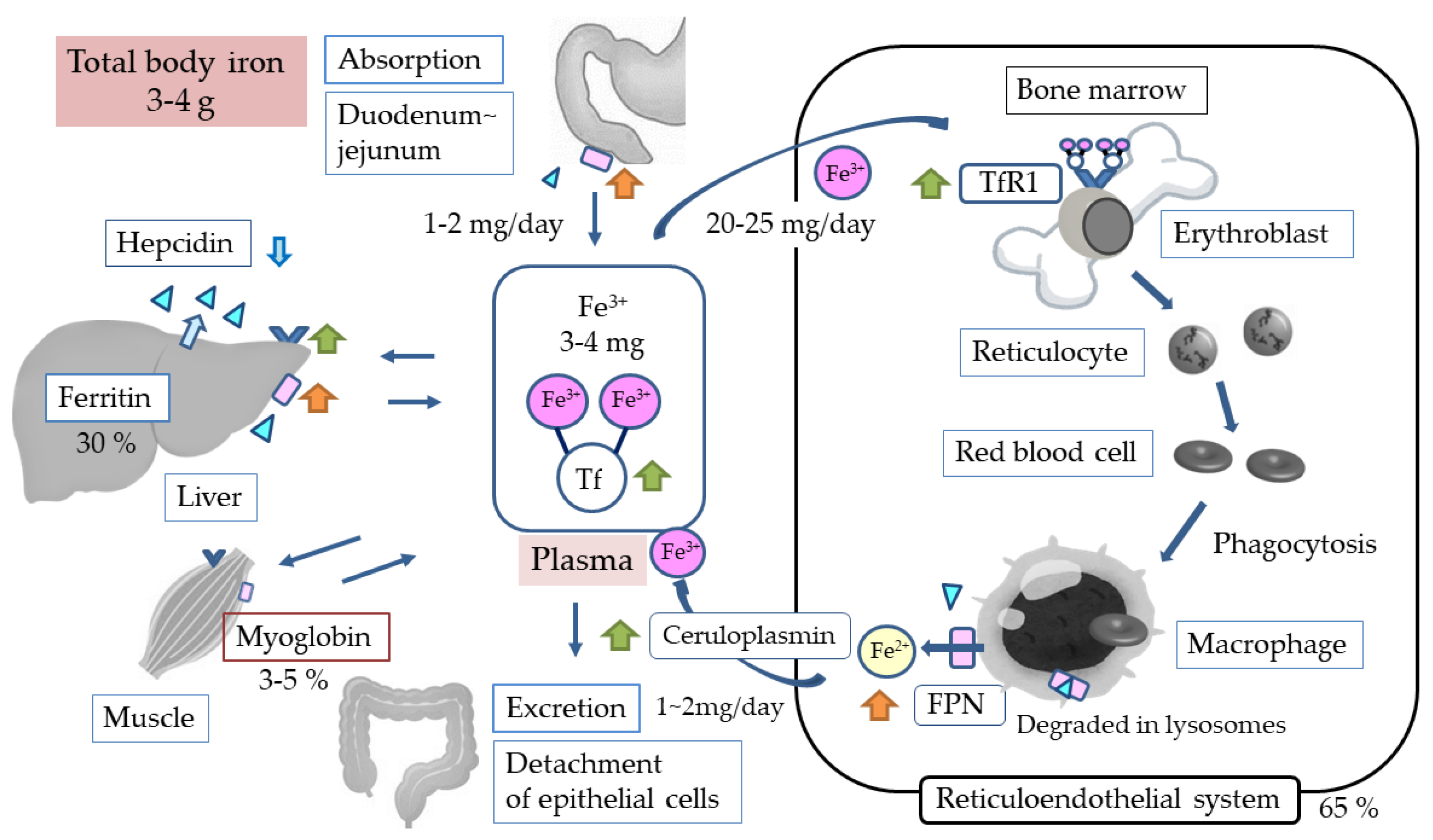 IJMS | Free Full-Text | Hypoxia-Inducible Factor Prolyl Hydroxylase ...