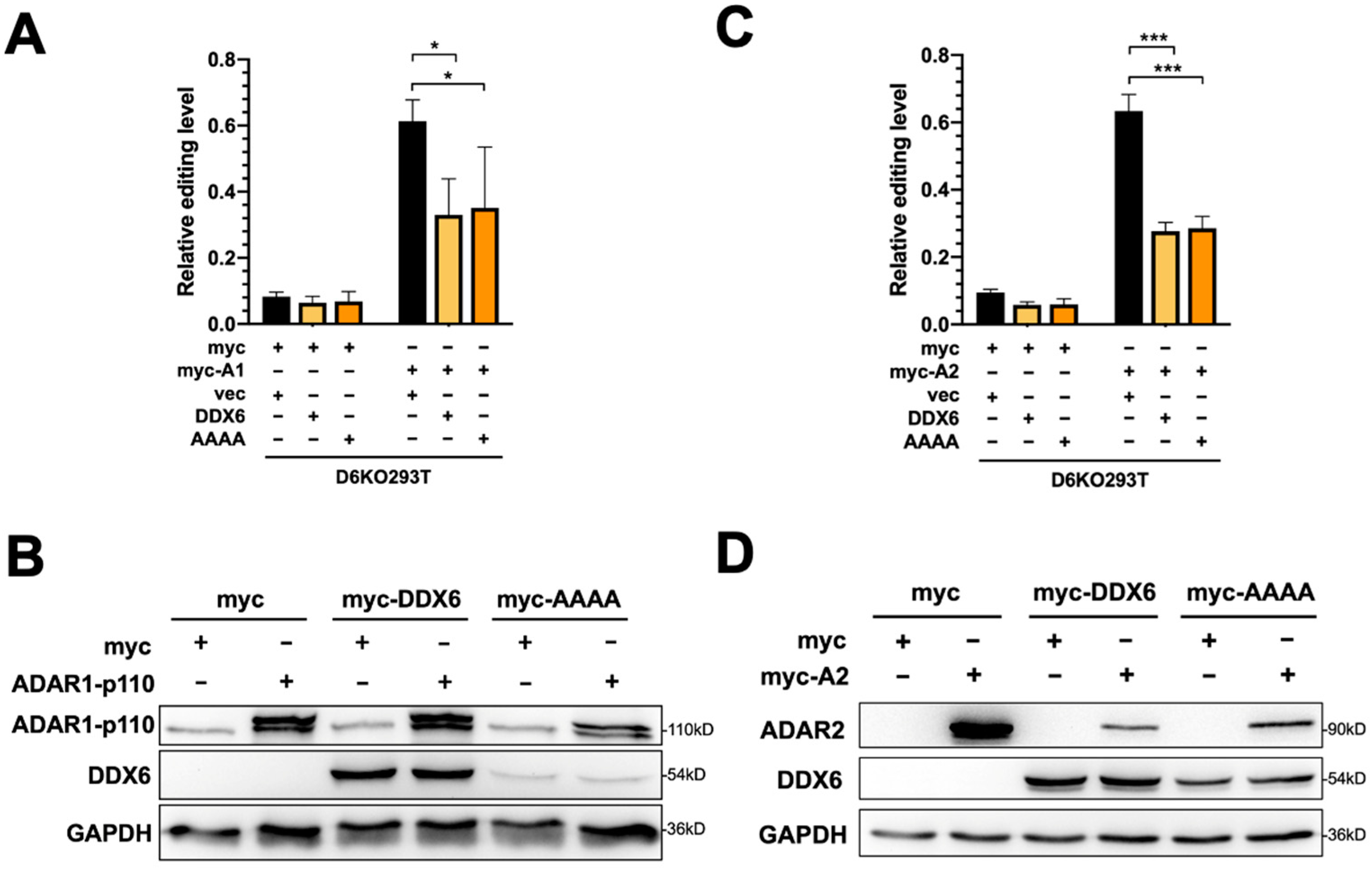 Ijms Free Full Text Rna Helicase Ddx6 Regulates A To I Editing And Neuronal Differentiation