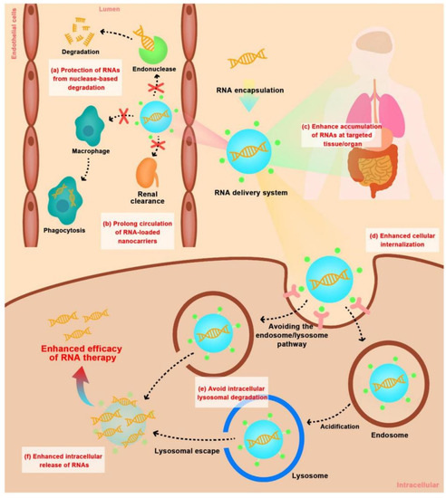 Non-viral delivery of RNA for therapeutic T cell engineering - ScienceDirect