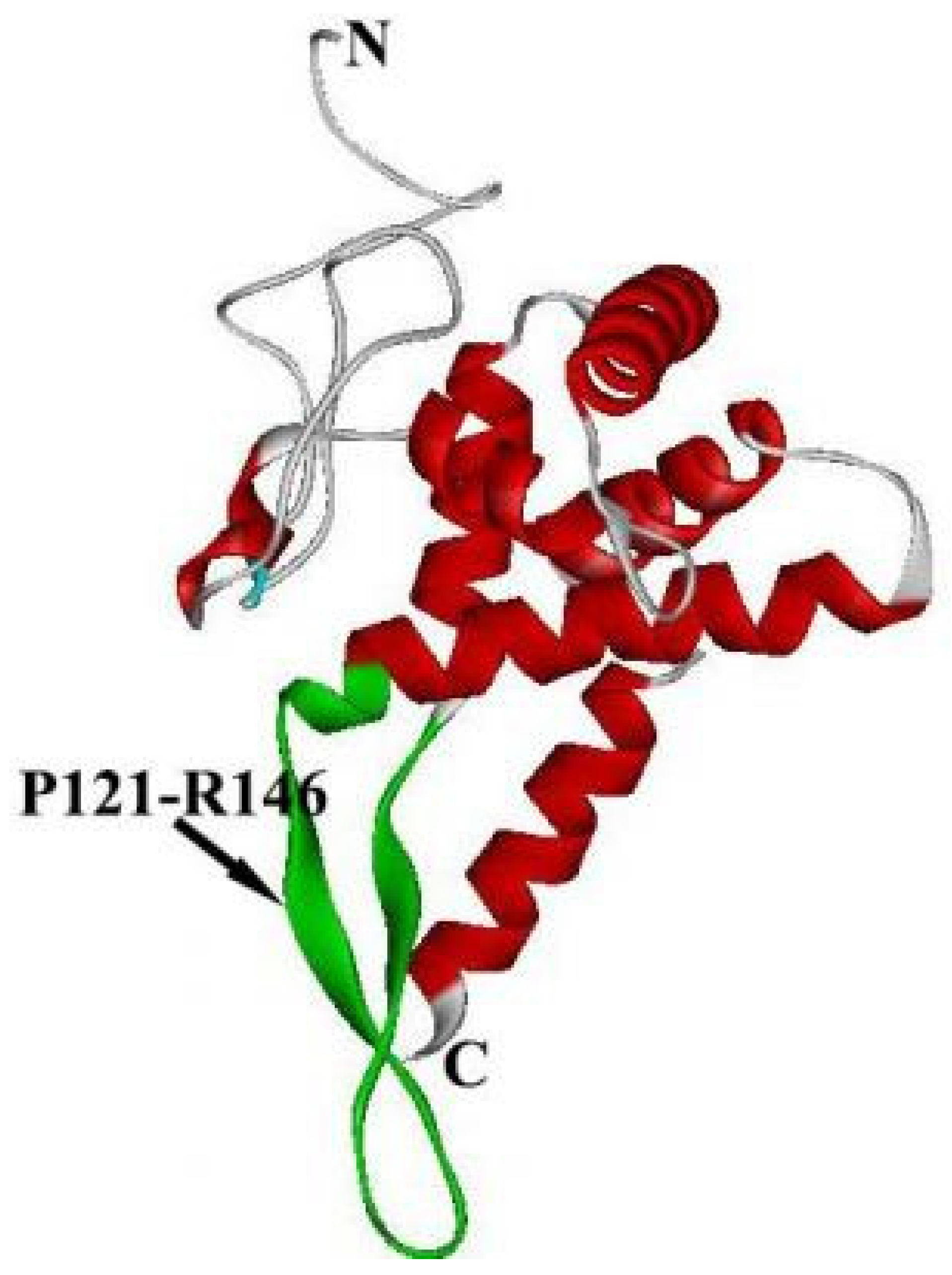 IJMS | Free Full-Text | Eukaryotic Ribosomal Protein S5 of the 40S 