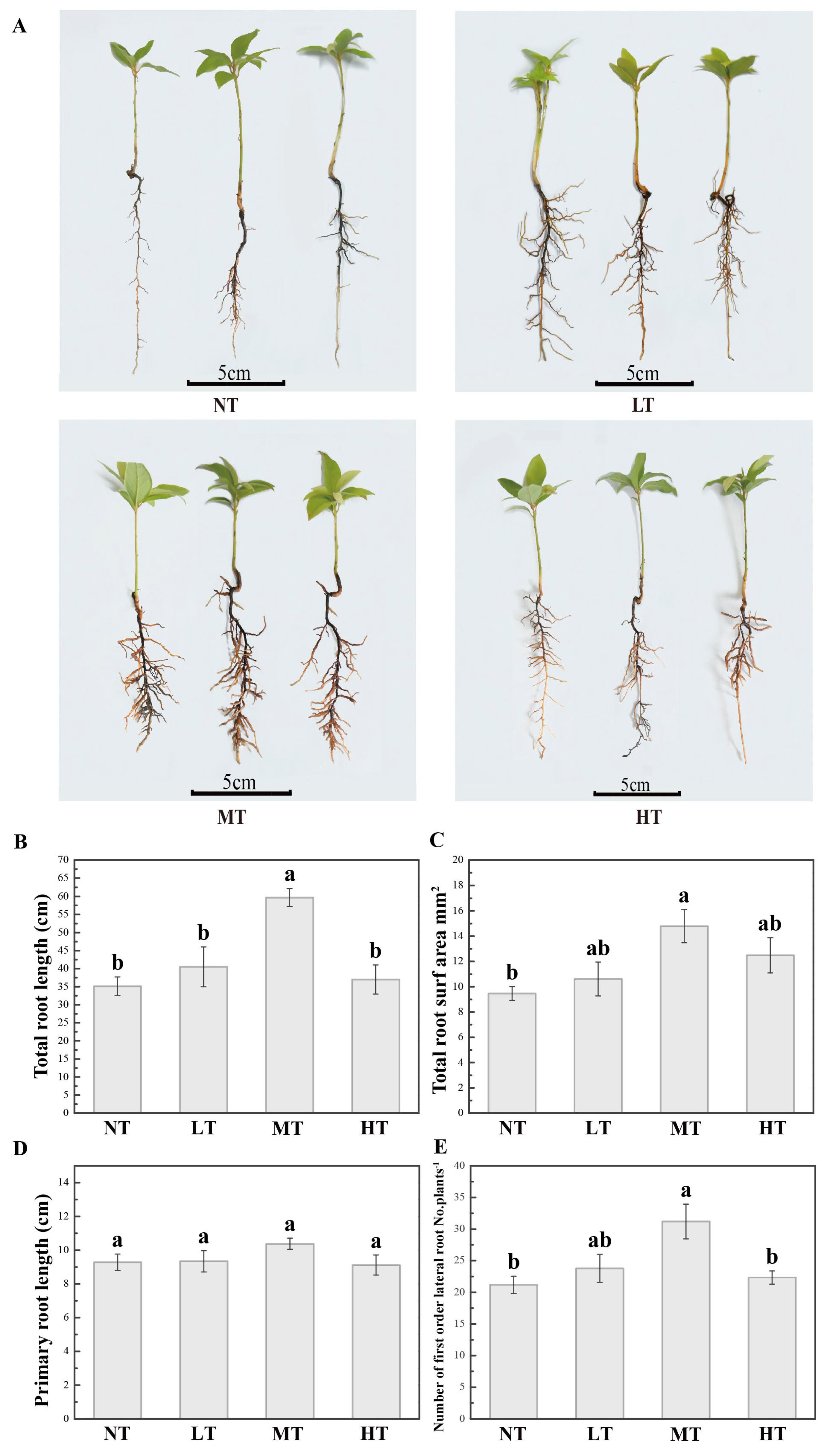 IJMS | Free Full-Text | Paclobutrazol Promotes Root Development of 