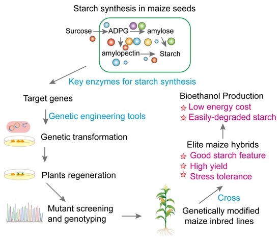 Importance Of Enzymes In Starch Processing