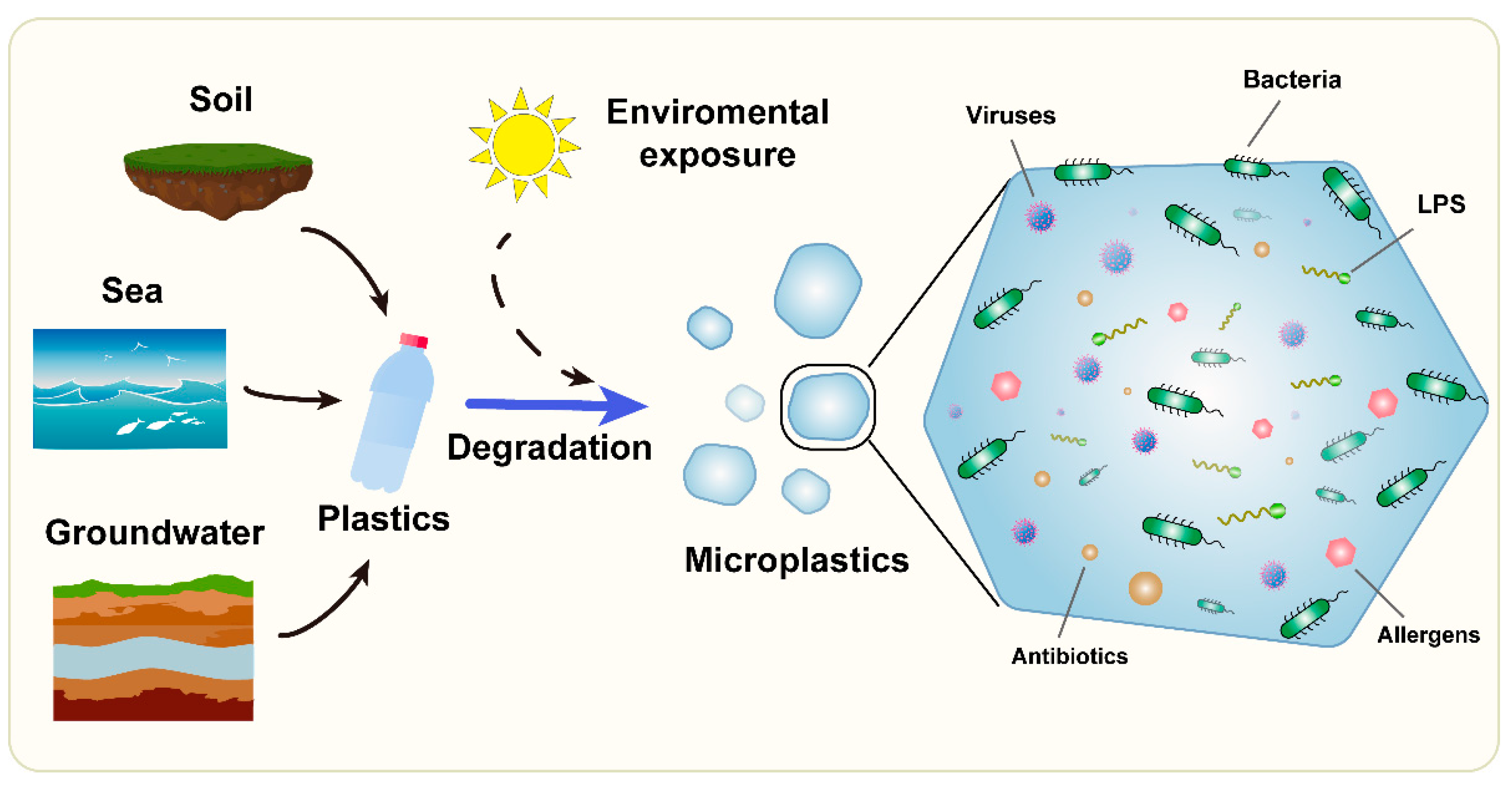 Lotsbestemming dauw Emuleren IJMS | Free Full-Text | Association between Microorganisms and  Microplastics: How Does It Change the Host&ndash;Pathogen Interaction and  Subsequent Immune Response?