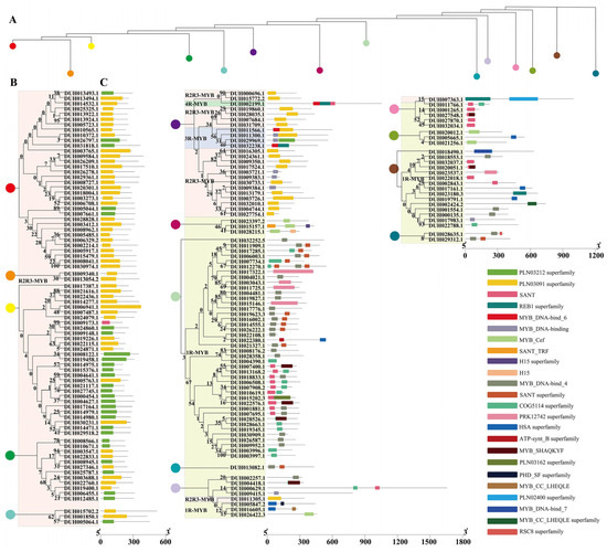 Genome-Wide Analysis of MYB Transcription Factors and Screening of MYBs ...