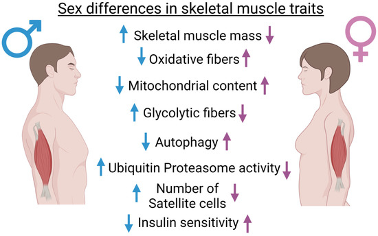 Sex Differences in Inflammation and Muscle Wasting in Aging and  