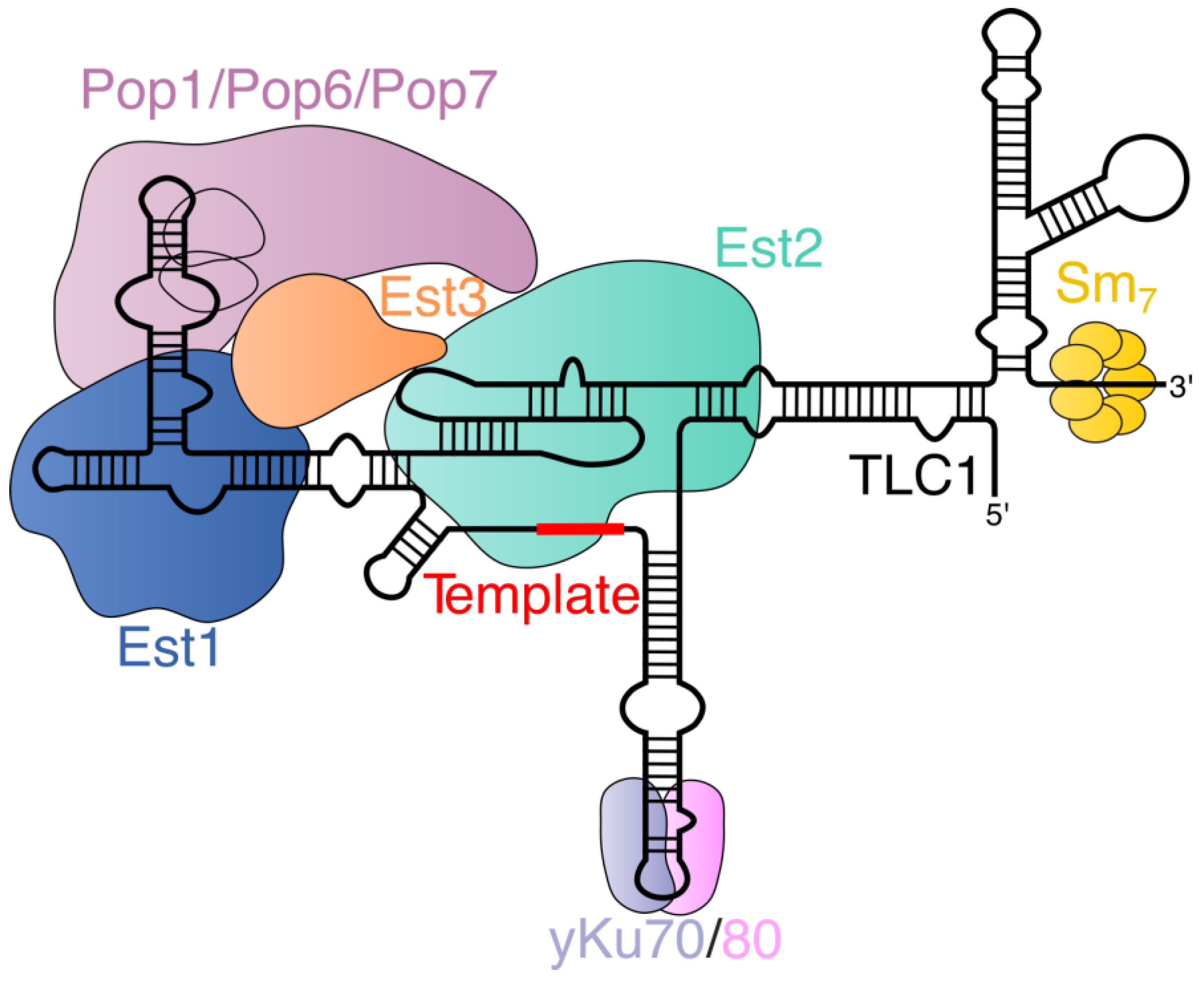 IJMS | Free Full-Text | Post-Transcriptional and Post