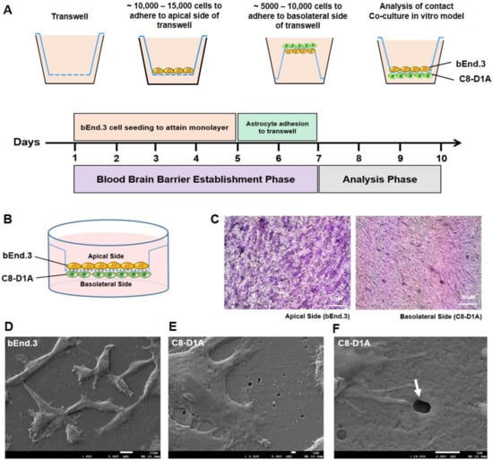 IJMS | Free Full-Text | Establishing Co-Culture Blood–Brain Barrier ...