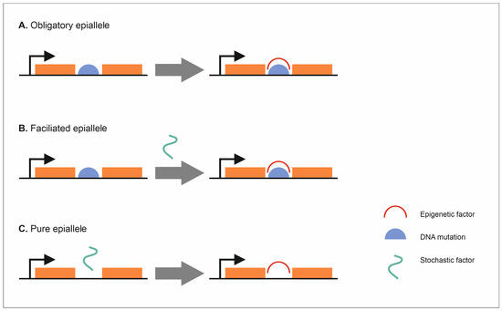 IJMS Free Full Text Epigenetic Changes Occurring in Plant  