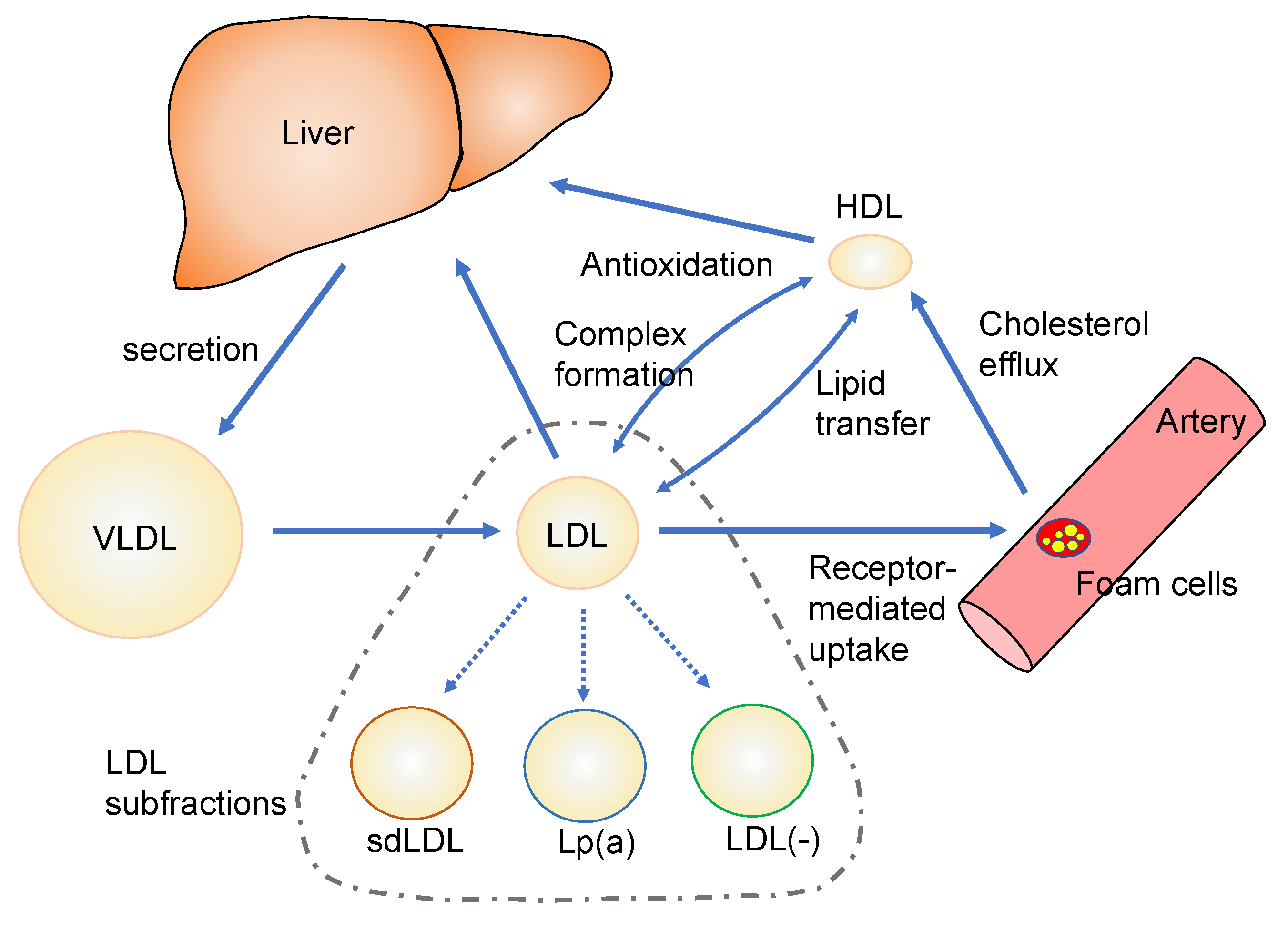 IJMS | Free Full-Text | The Oxidized Lipoproteins In Vivo: Its ...