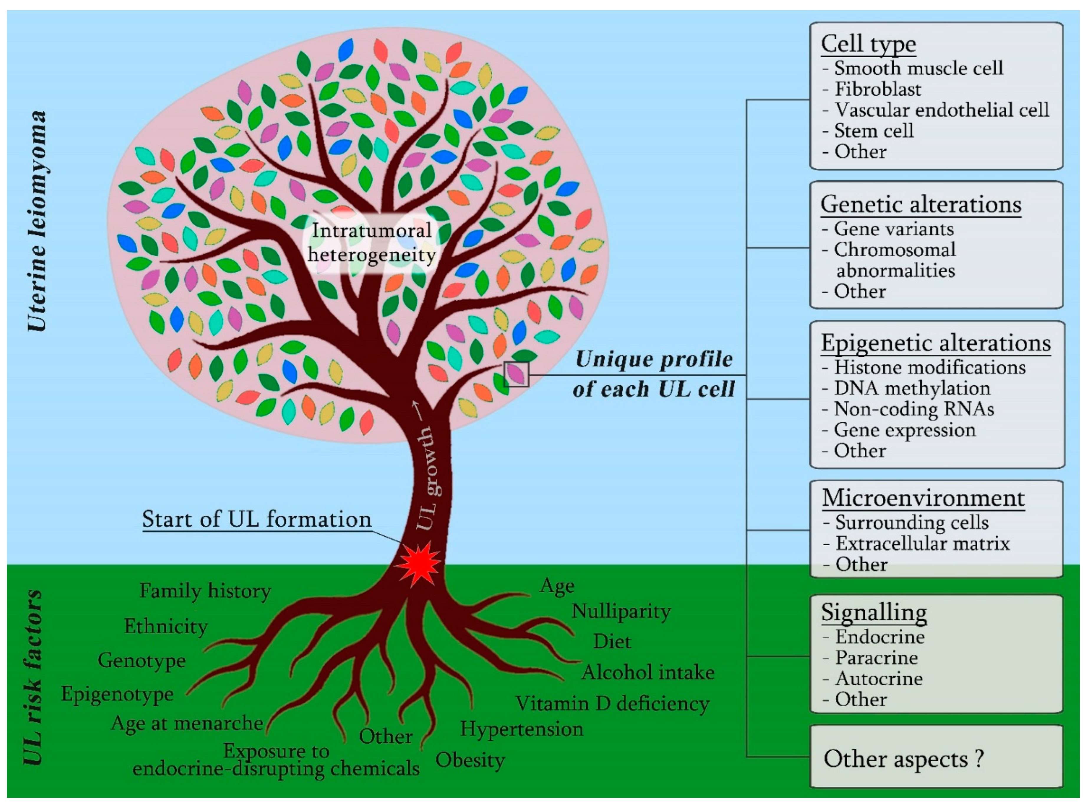 IJMS Free Full-Text A View on Uterine Leiomyoma Genesis through the Prism of Genetic, Epigenetic and Cellular Heterogeneity