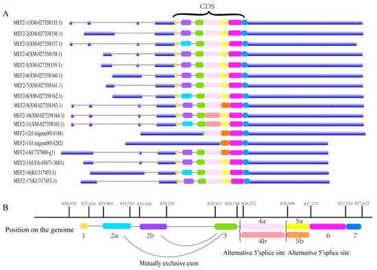 IJMS | Free Full-Text | Gene Structure, Expression and Function ...