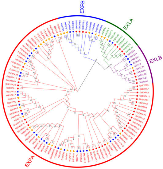 IJMS | Free Full-Text | Genome-Wide Identification Of Expansin Gene ...