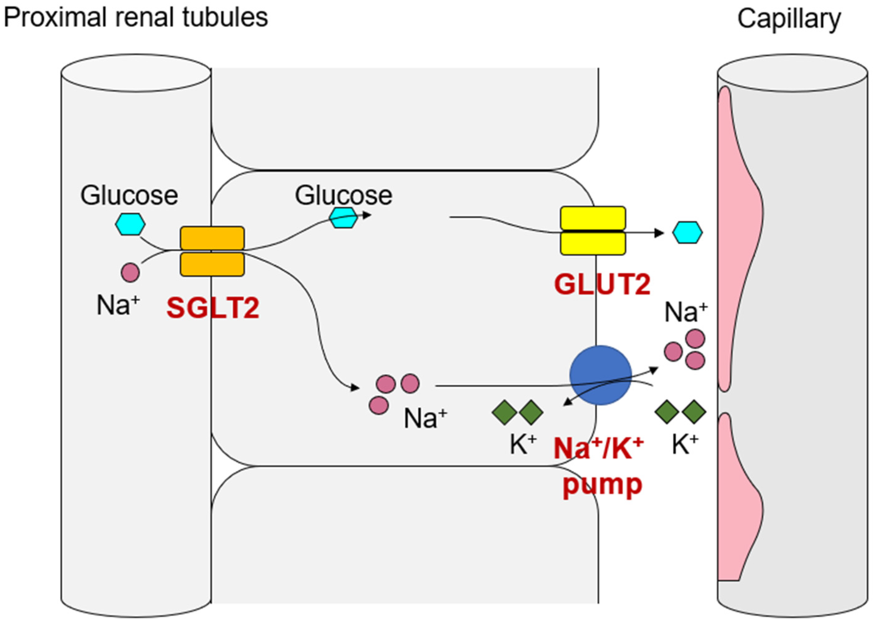 Sodium Glucose Transporter Sodium Glucose Transporter