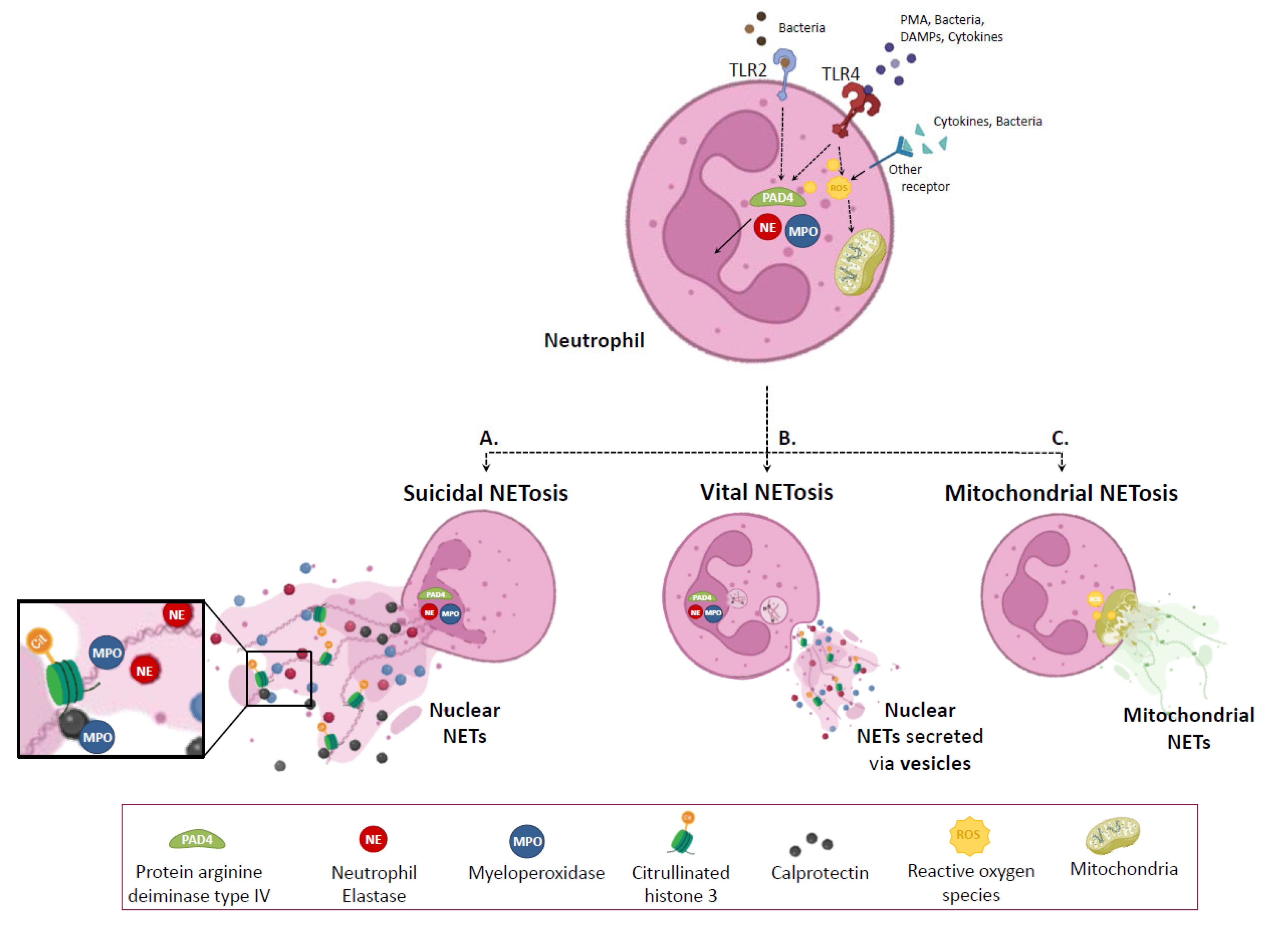 Ijms Free Full Text Neutrophil Extracellular Traps And Cancer Trapping Our Attention With 5404