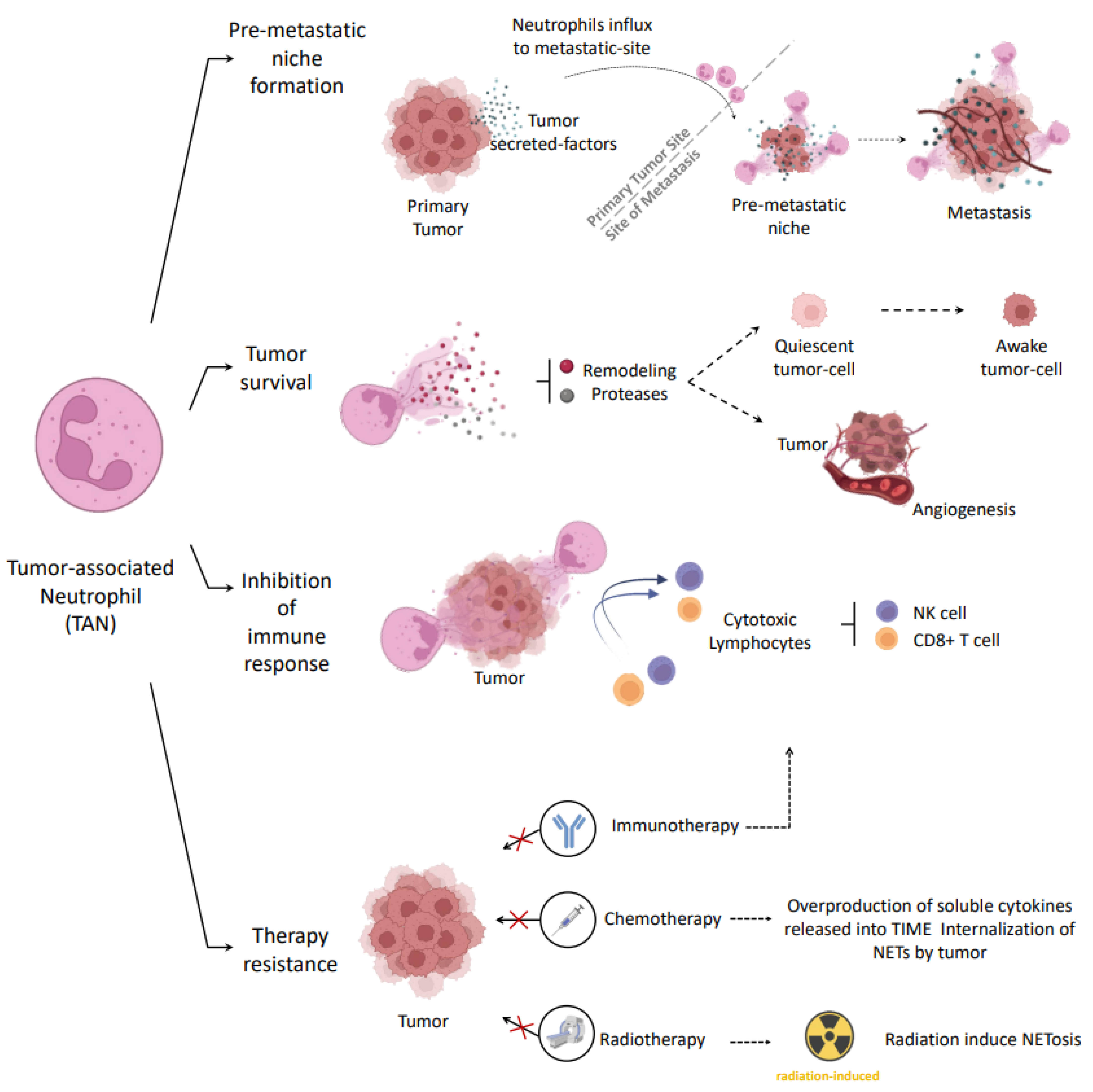 Ijms Free Full Text Neutrophil Extracellular Traps And Cancer Trapping Our Attention With 4076