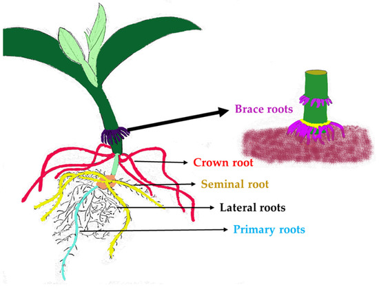 IJMS | Free Full-Text | Genome-Wide Meta-Analysis of QTLs Associated ...