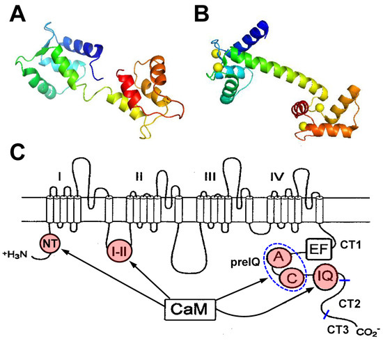 Calcium modulates the domain flexibility and function of an α