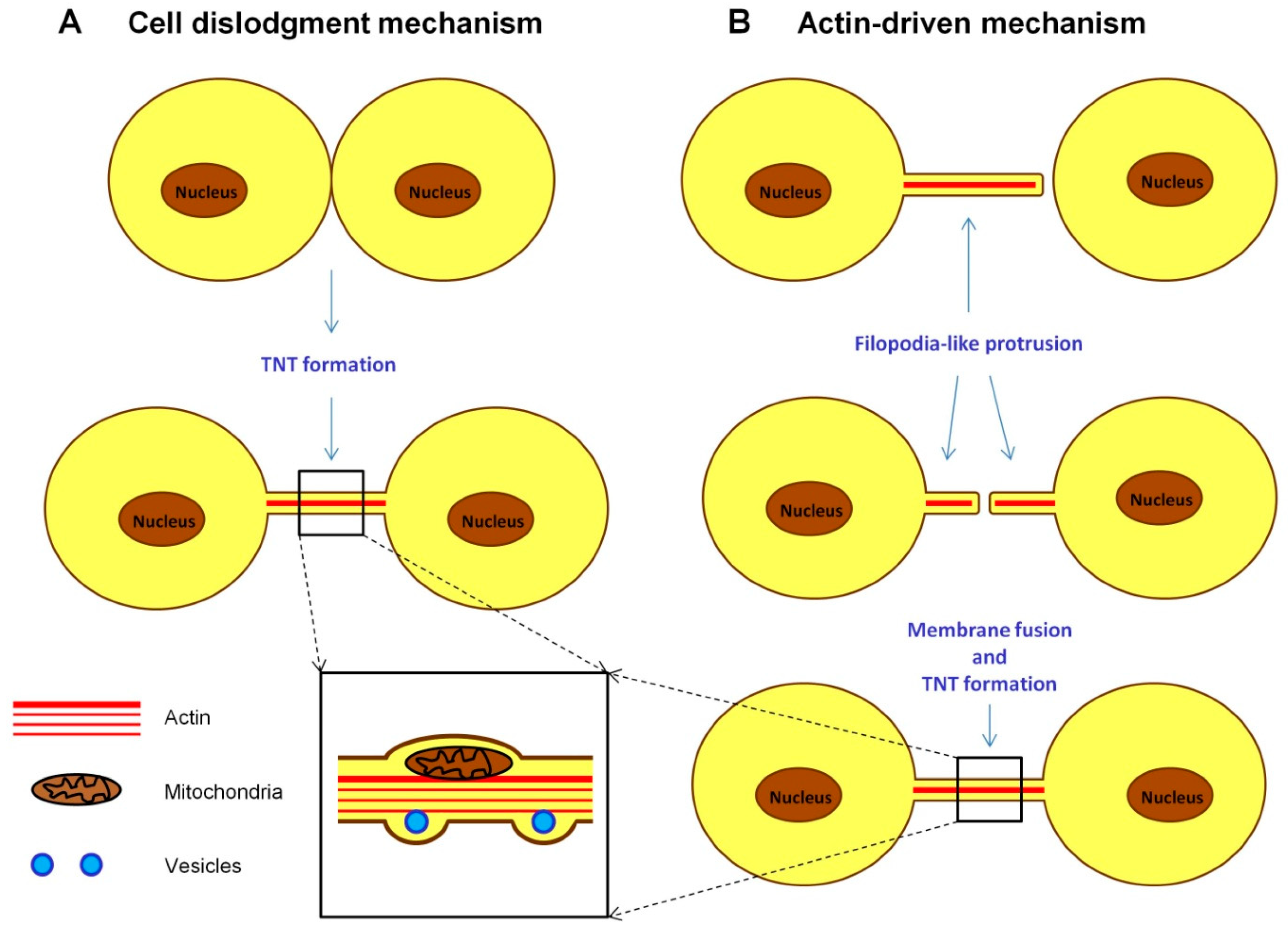 Ijms Free Full Text Non Classical Intercellular Communications