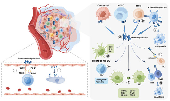 IJMS | Free Full-Text | Galectin-1: A Traditionally Immunosuppressive ...