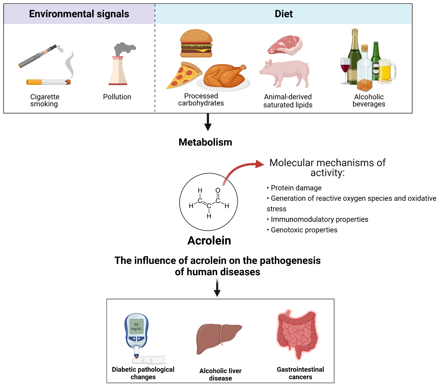 IJMS | Free Full-Text | Diet as a Source of Acrolein: Molecular