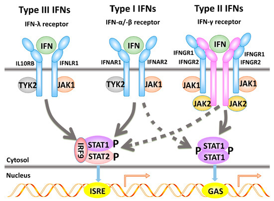 Autoantibodies against type I IFNs in patients with life