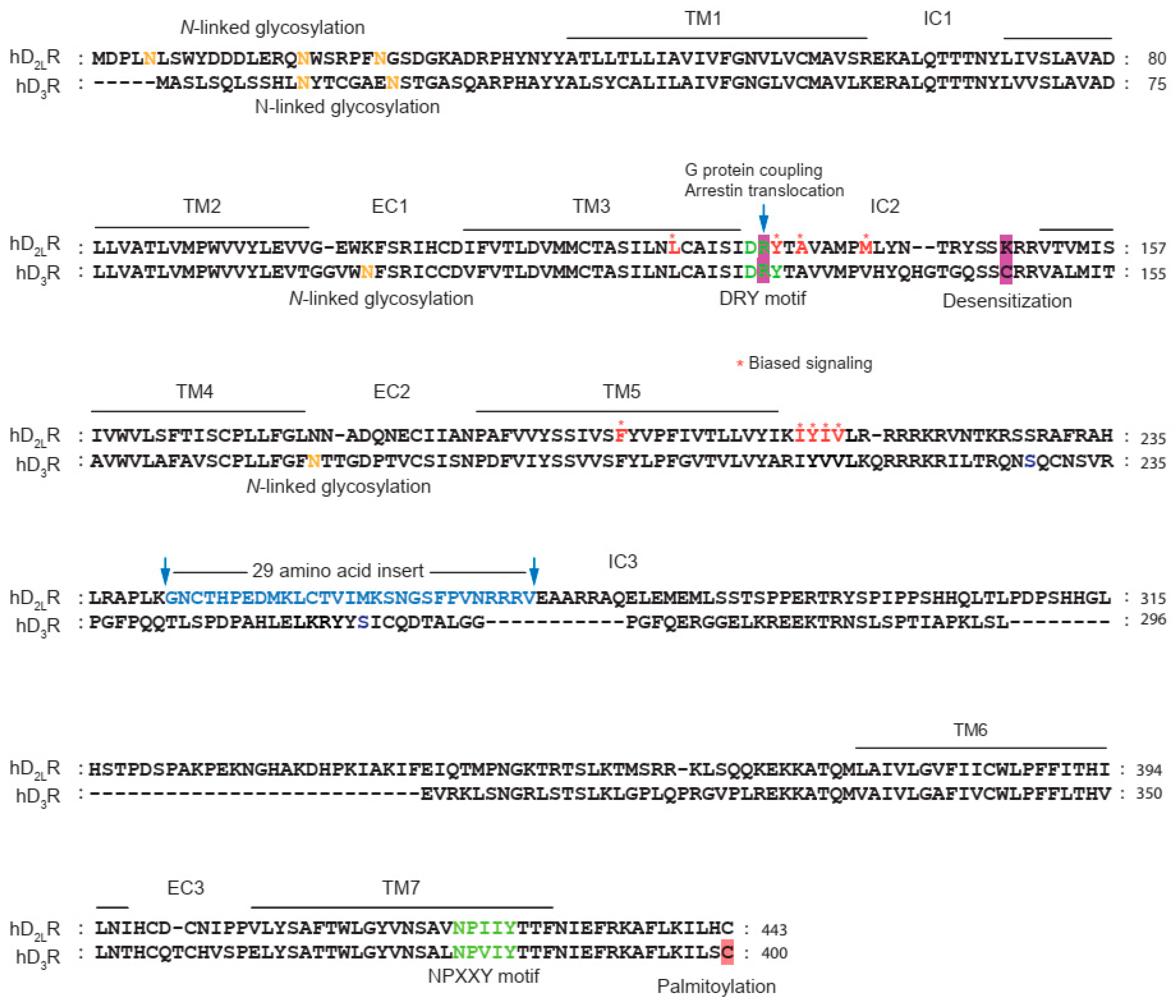 Identification and functional characterisation of N-linked glycosylation of  the orphan G protein-coupled receptor Gpr176