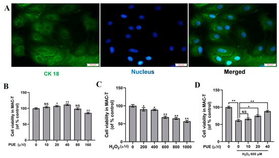 IJMS | Free Full-Text | Puerarin Alleviates H2O2-Induced Oxidative ...