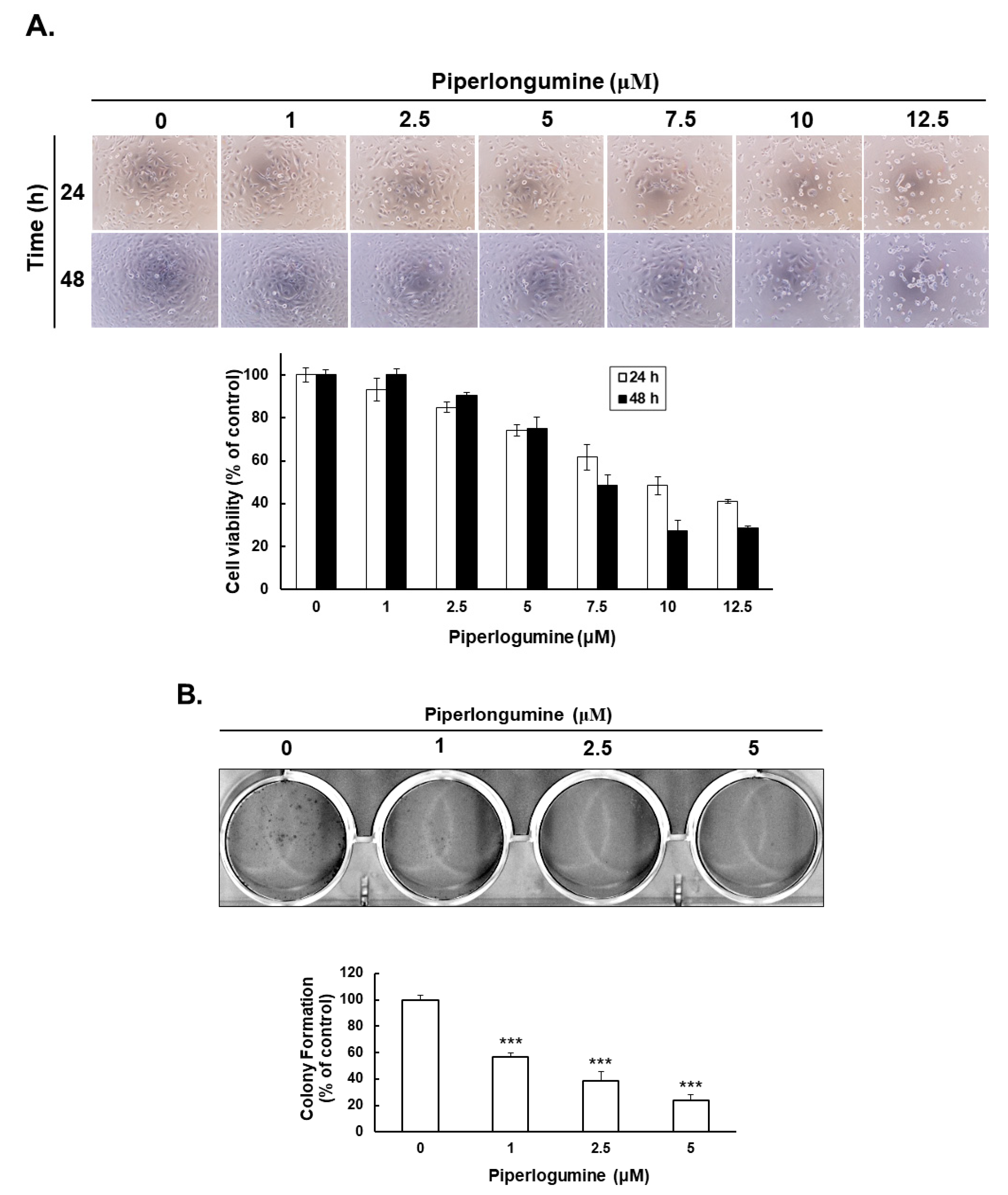 IJMS Free Full-Text | Piperlongumine Induces Cellular Apoptosis and Autophagy via the ROS/Akt Signaling Pathway in Follicular Thyroid Cancer Cells