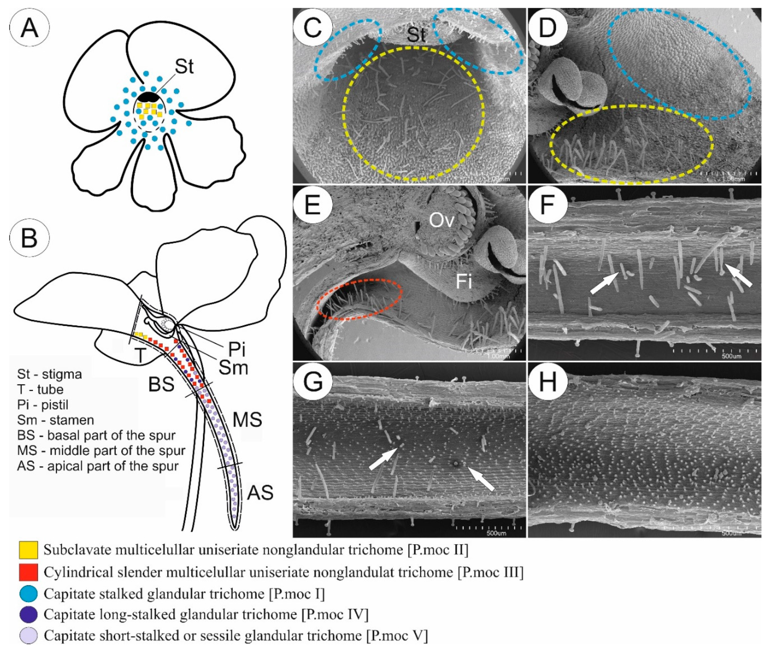 PDF] Plant trichomes and the biomechanics of defense in various systems,  with Solanaceae as a model