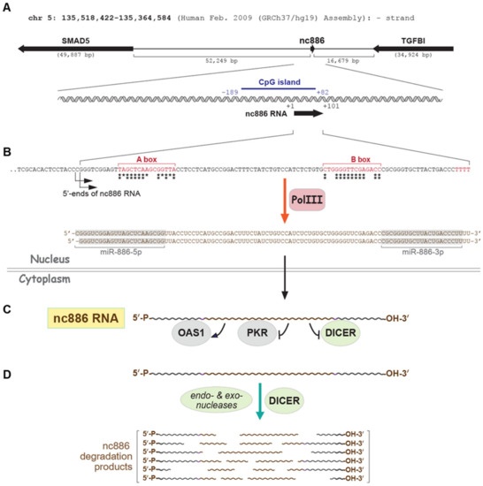 IJMS | Free Full-Text | nc886, an RNA Polymerase III-Transcribed 