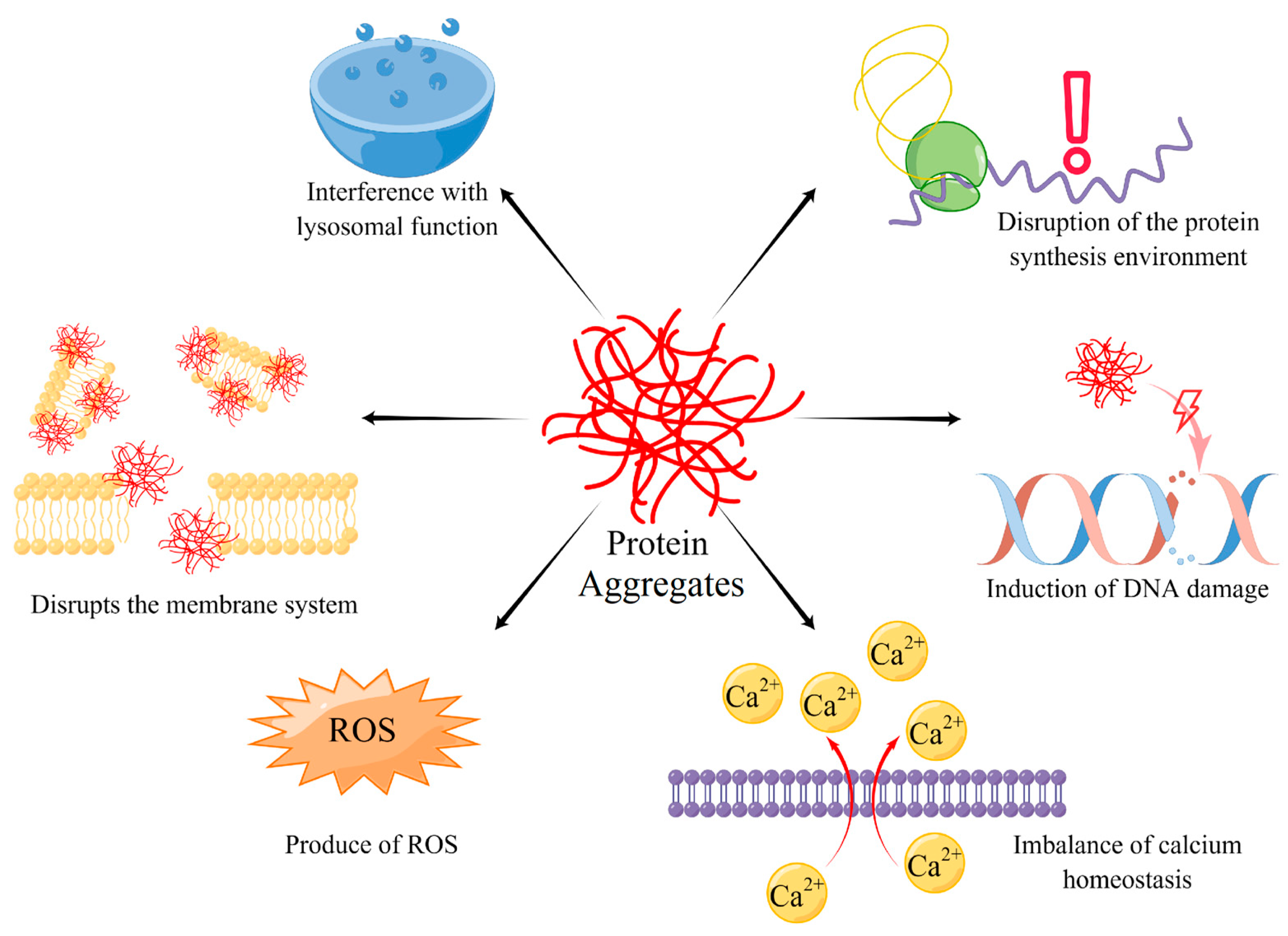 IJMS Free Full Text Cellular Protein Aggregates Formation 