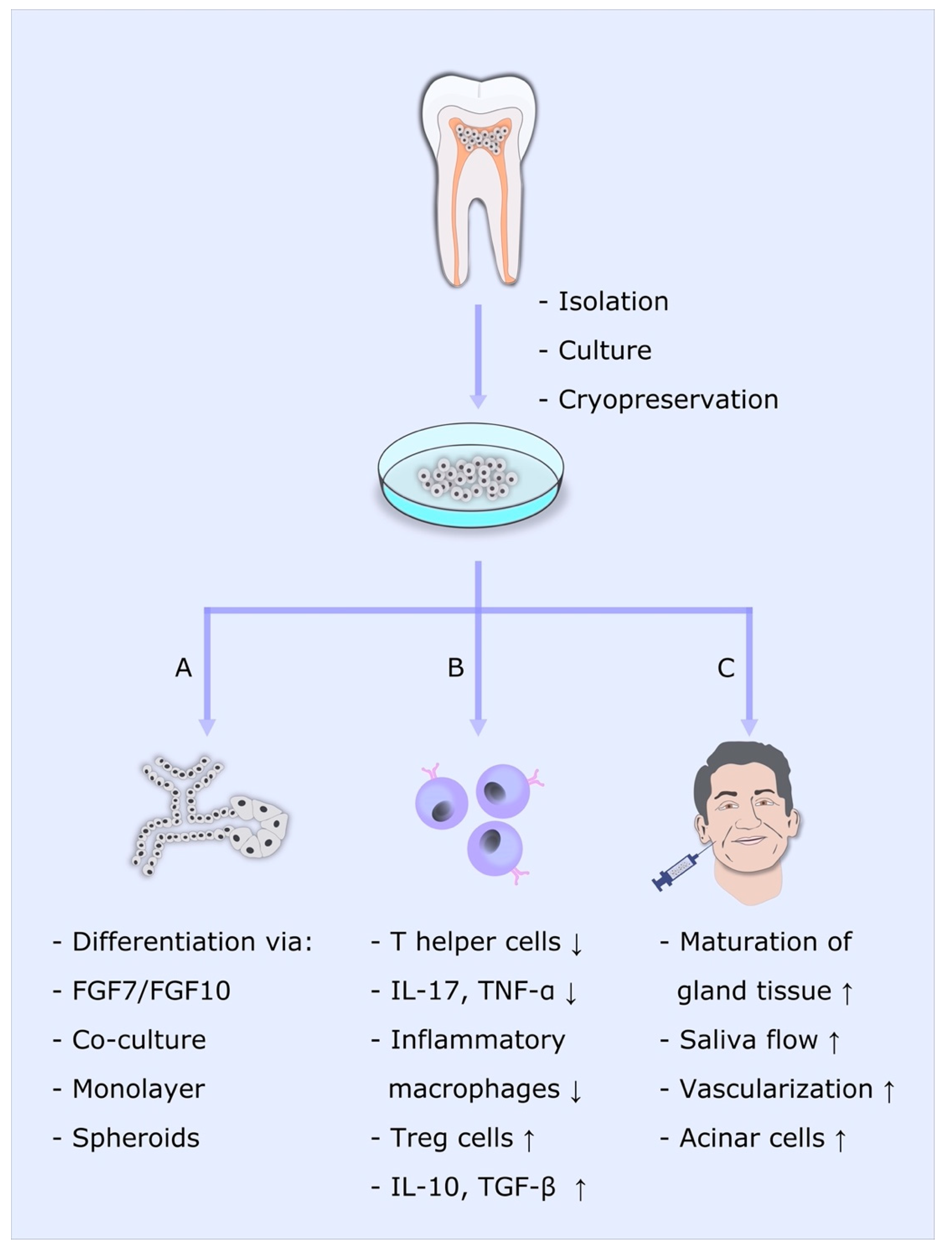 Salivary gland function, development, and regeneration