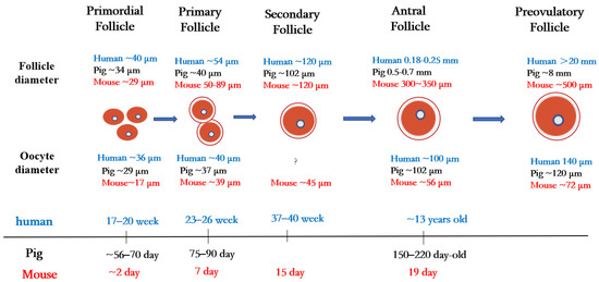 Folliculogenesis Timeline