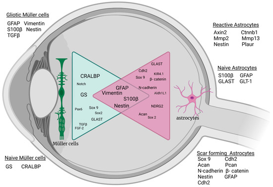 Characterization of Macroglia Response during Tissue Repair in a Laser ...