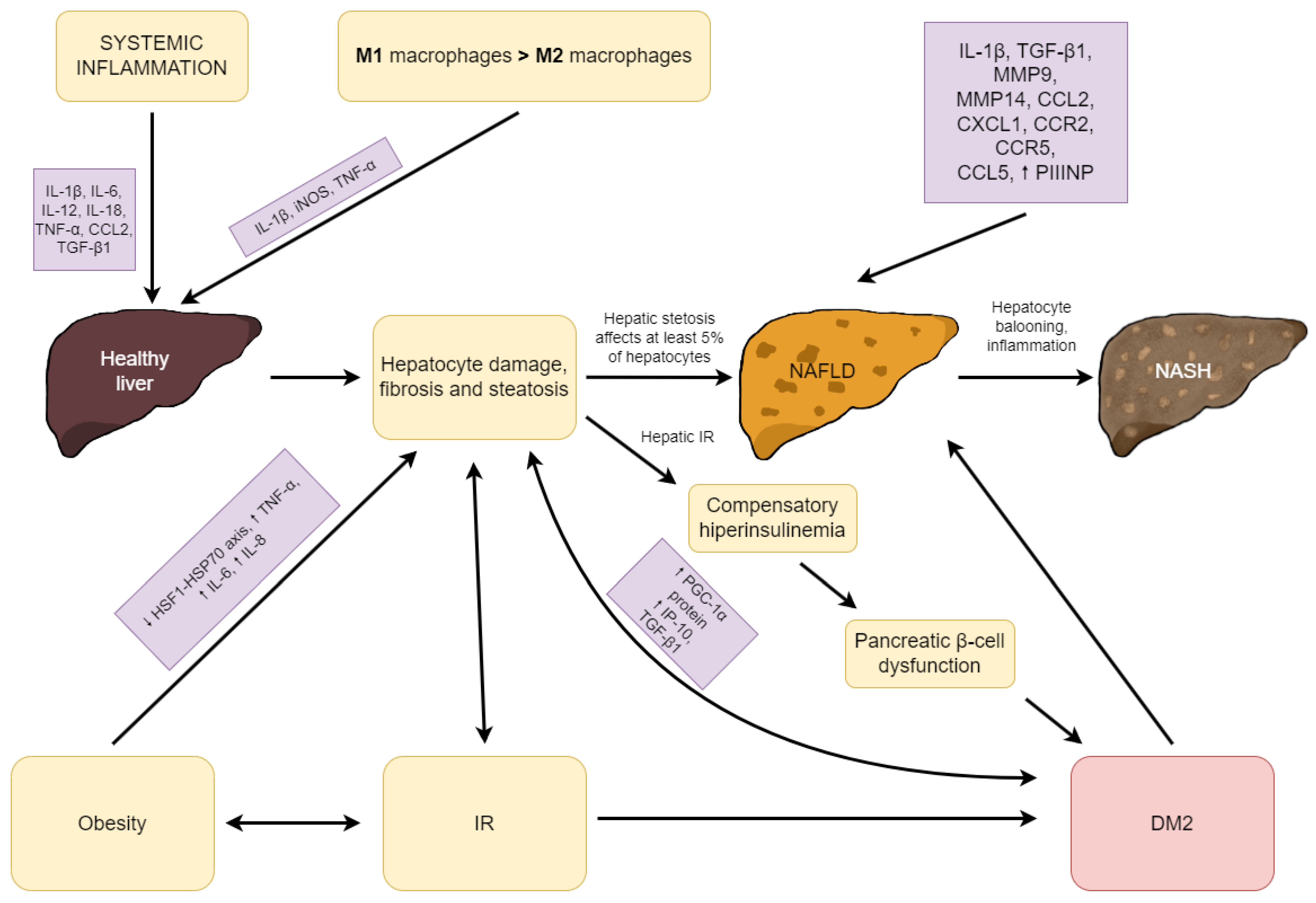 ijms-free-full-text-type-2-diabetes-mellitus-non-alcoholic-fatty