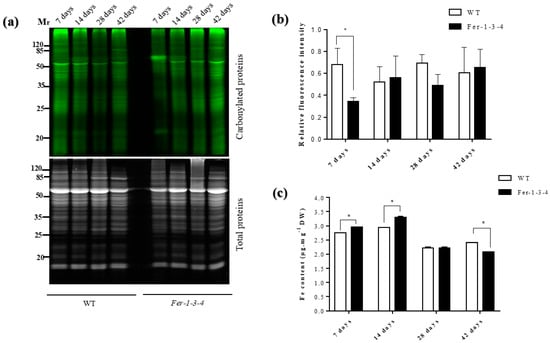 Iron Availability Influences Aggregation Biofilm Adhesion And